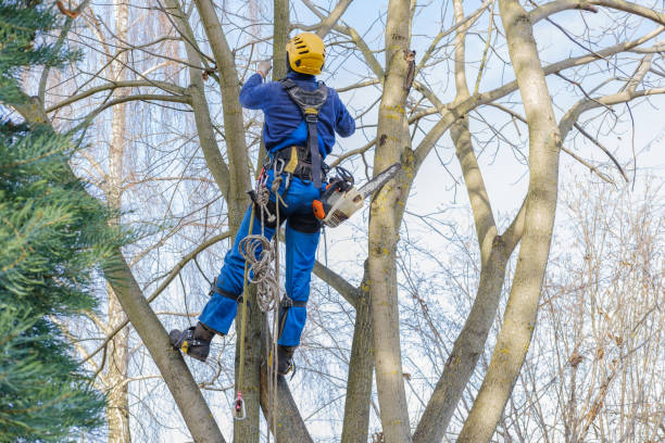 Best Emergency Tree Removal  in Lake Holiday, IL